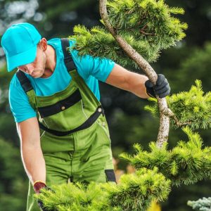 gardener-checking-garden-tree-health-2021-08-29-16-57-16-utc-1.jpg