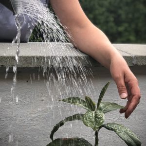 Woman watering plant in the garden